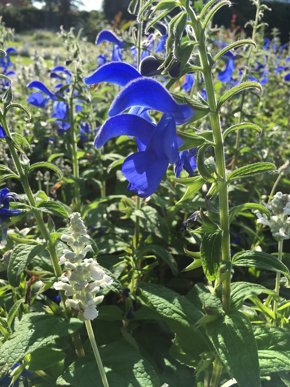 blue flower nature free photo