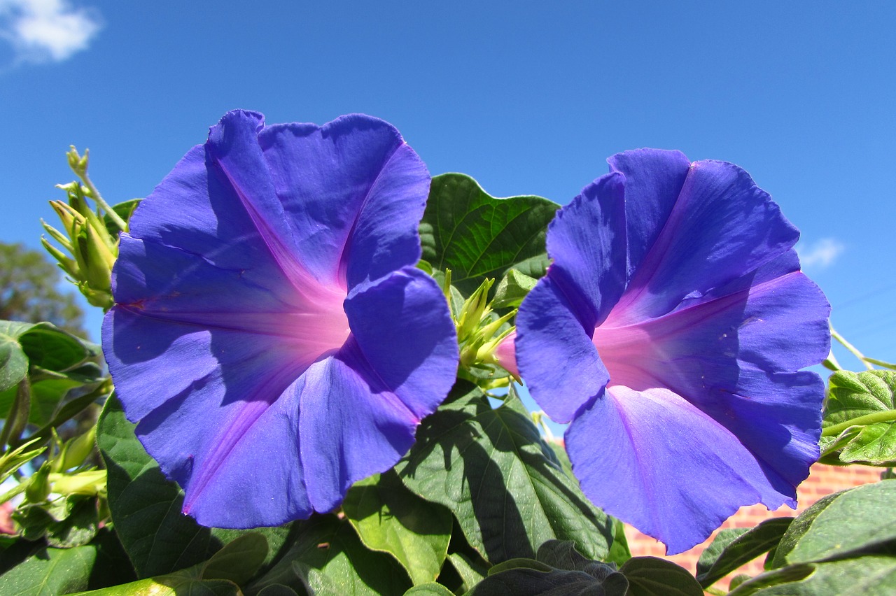 blue flowers flora free photo