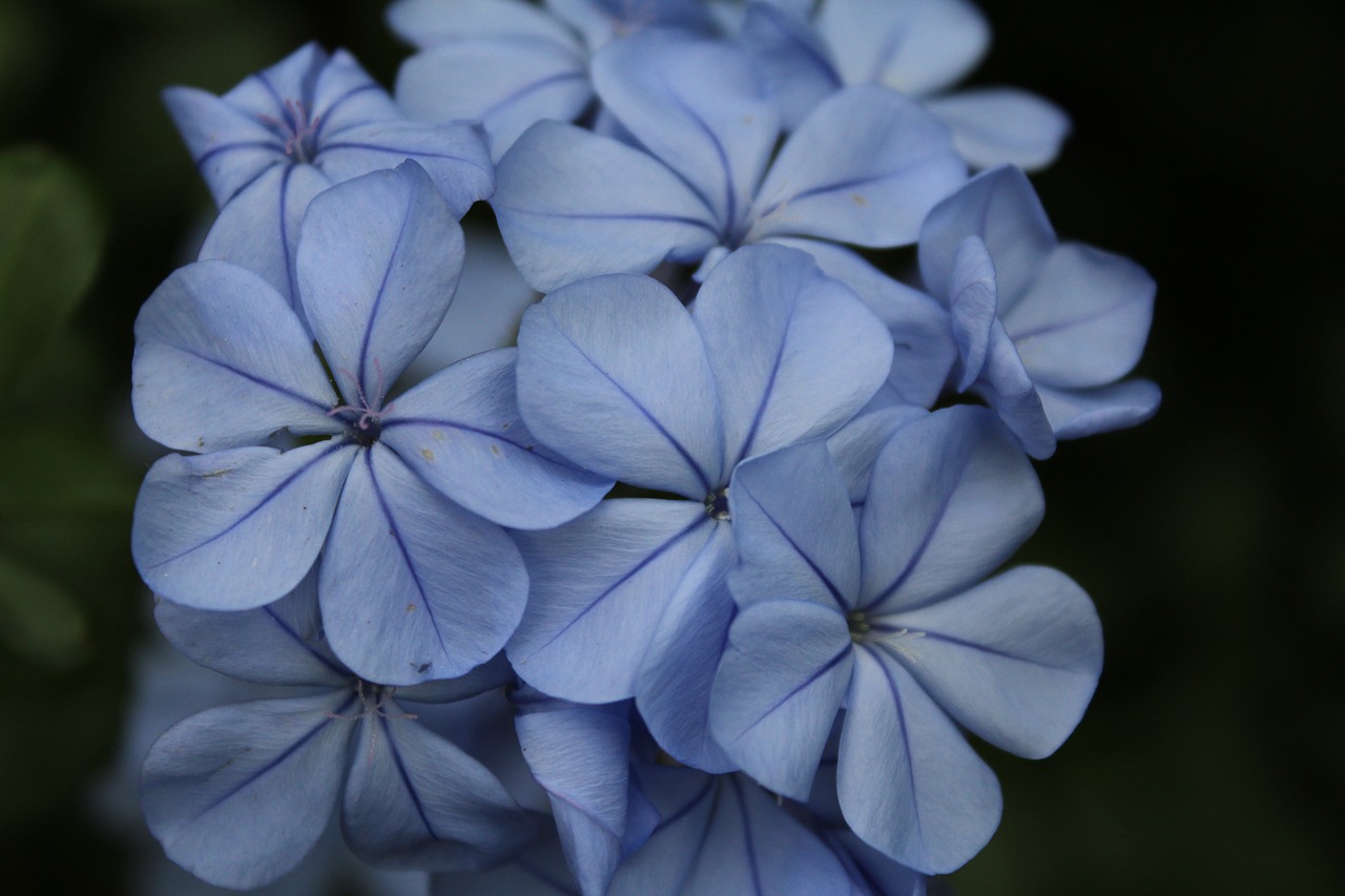 blue purple flowers free photo