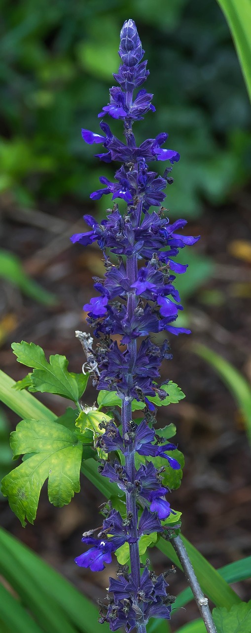 blue flower sage free photo