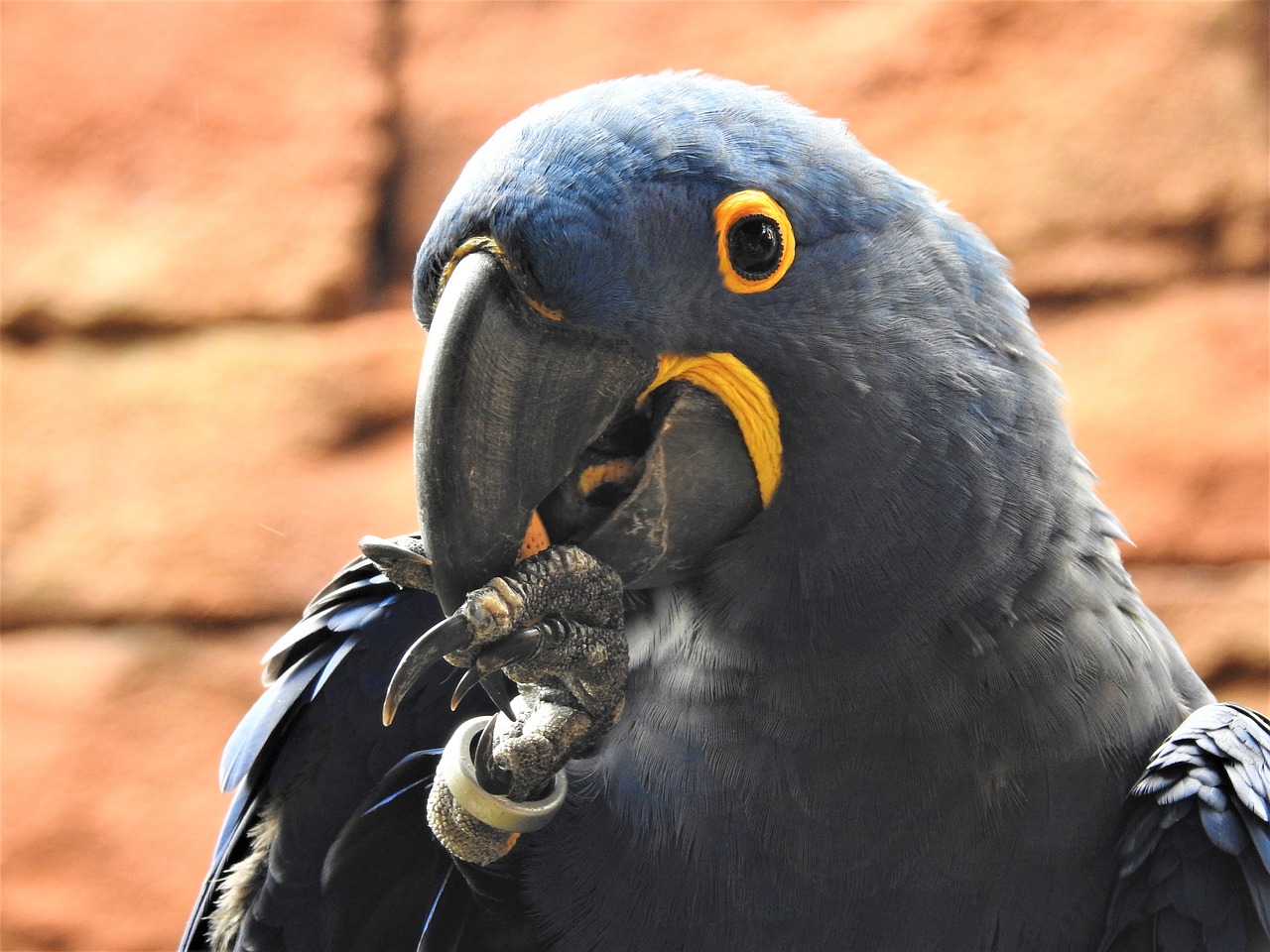 blue parrot tropical free photo