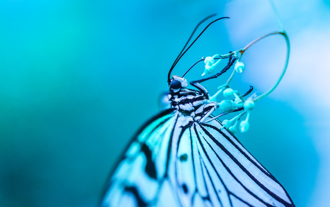 blue butterfly drink free photo