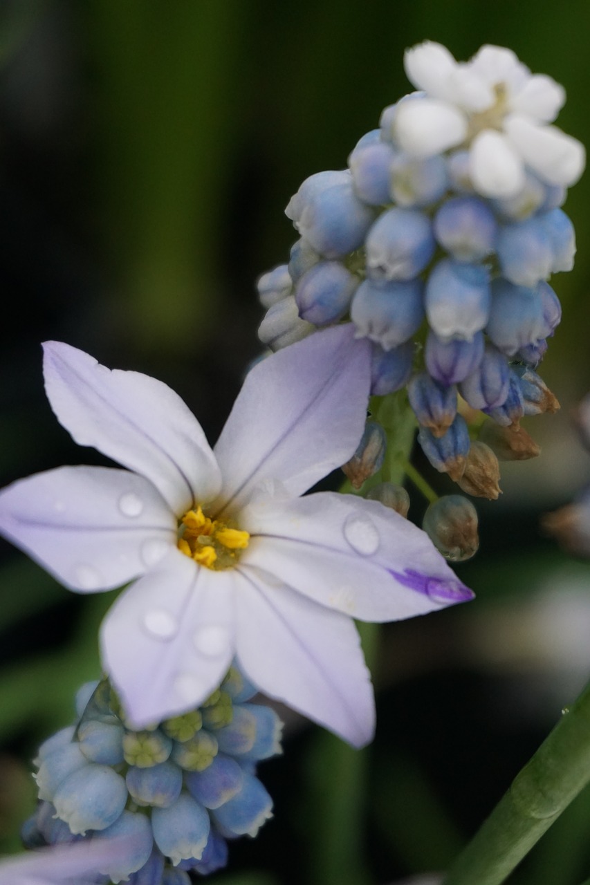 blue flower floral free photo