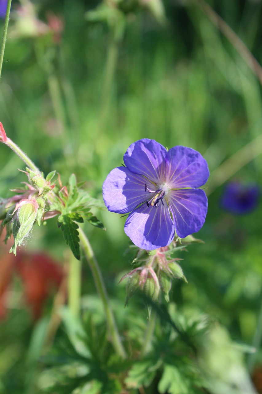 blue flower nature free photo