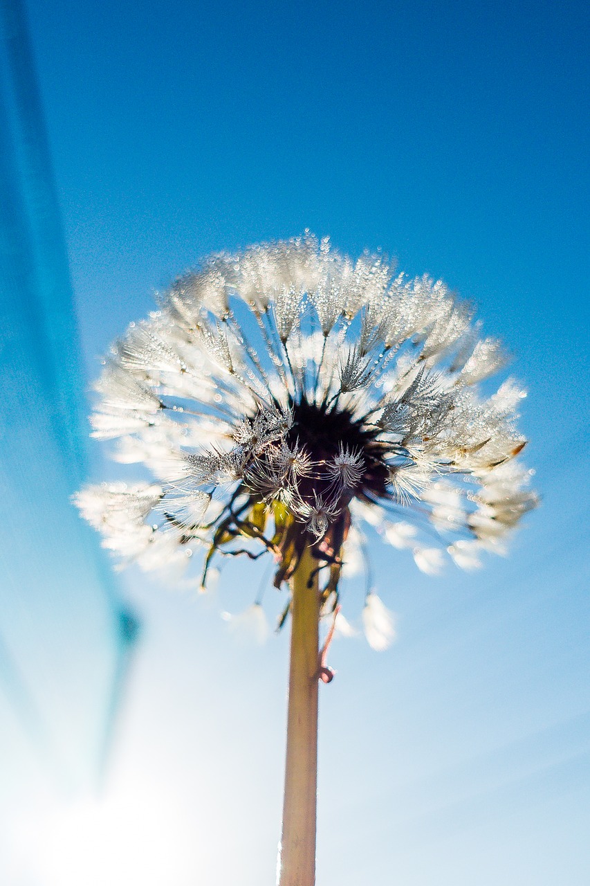 blue bright dandelion free photo