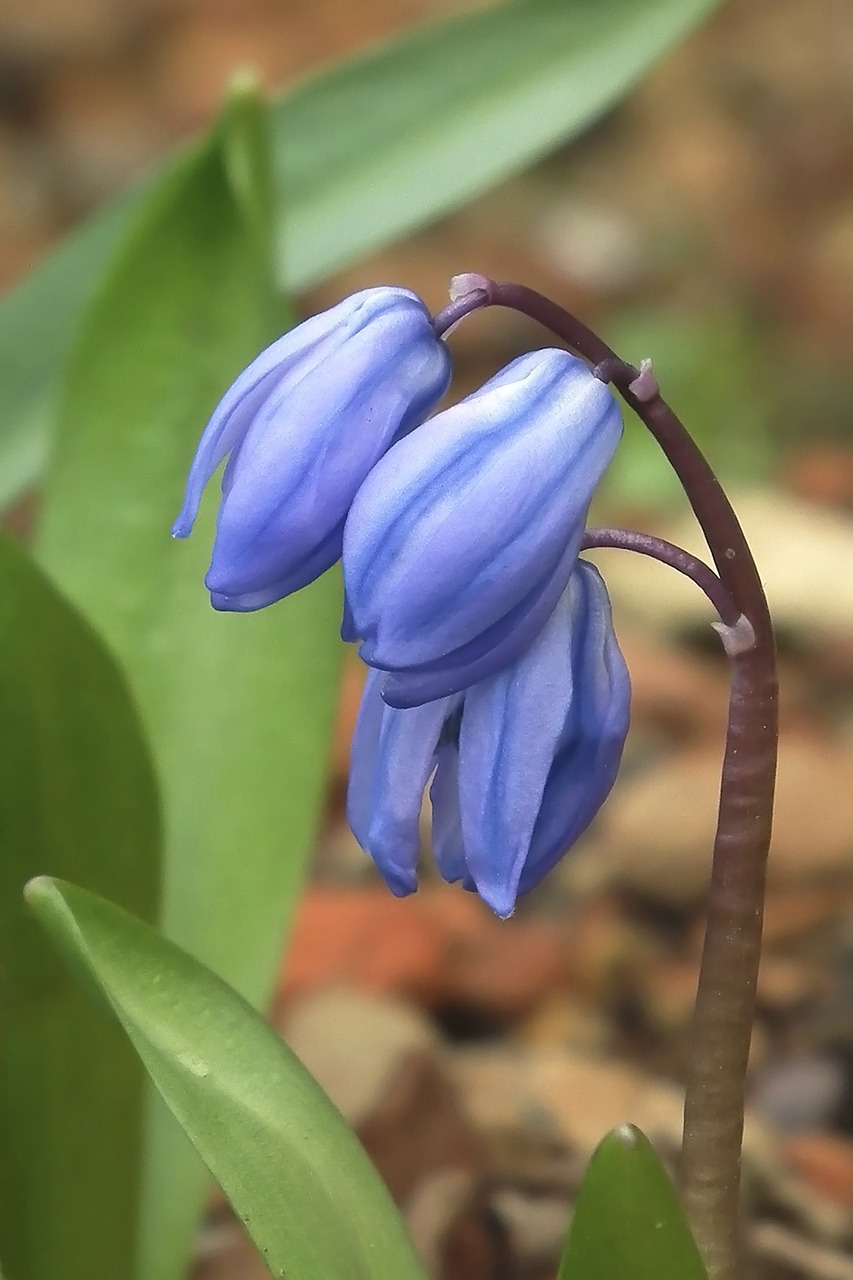 blue flower spring free photo