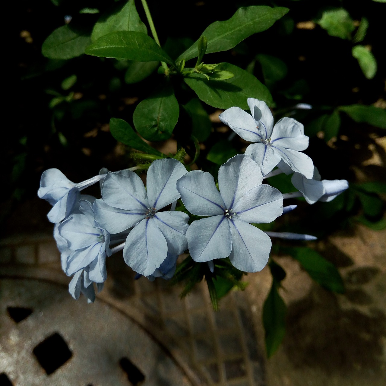 blue flower blue flower free photo