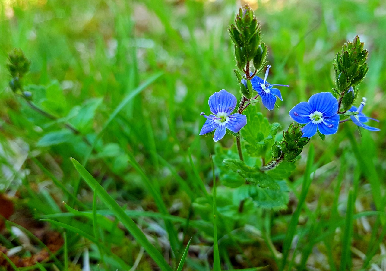 blue flower green free photo