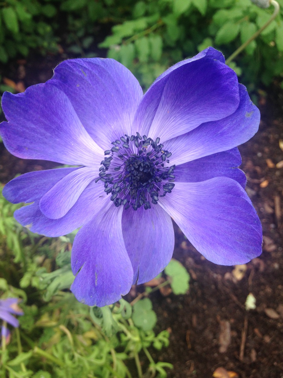 blue anemone flower free photo