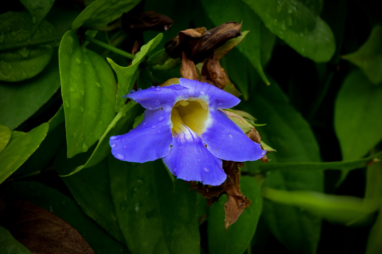 blue flower free pictures free photo