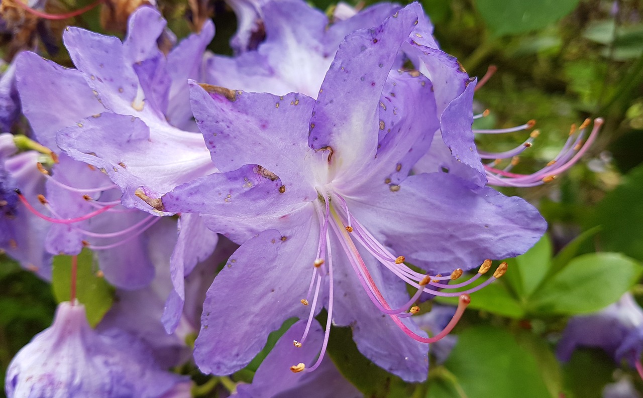 blue  flower  azalea free photo