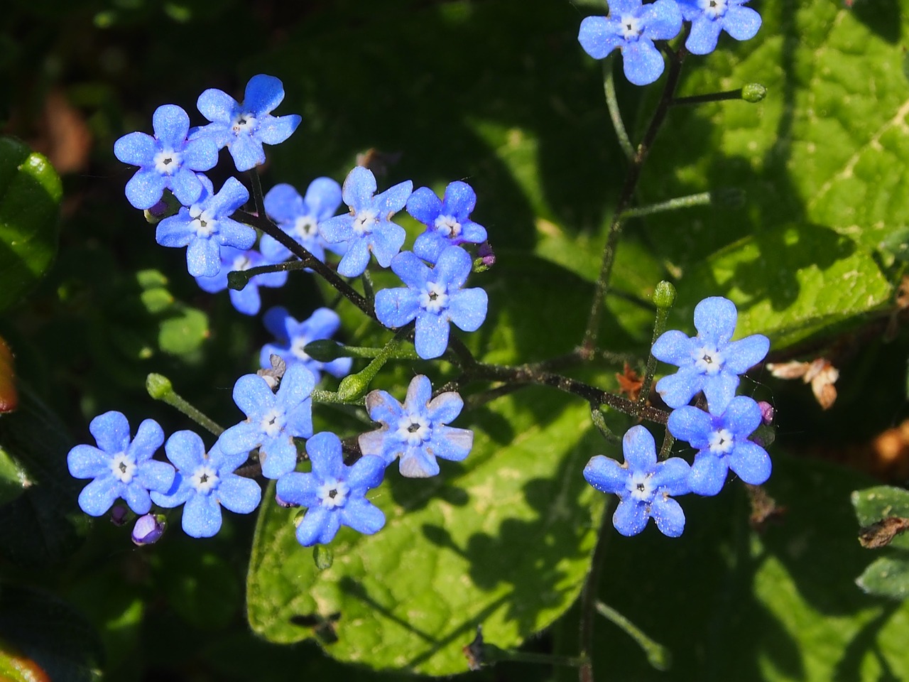 blue  spring  forget me not free photo