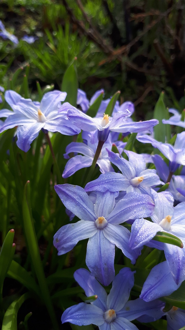 blue  flower  s free photo