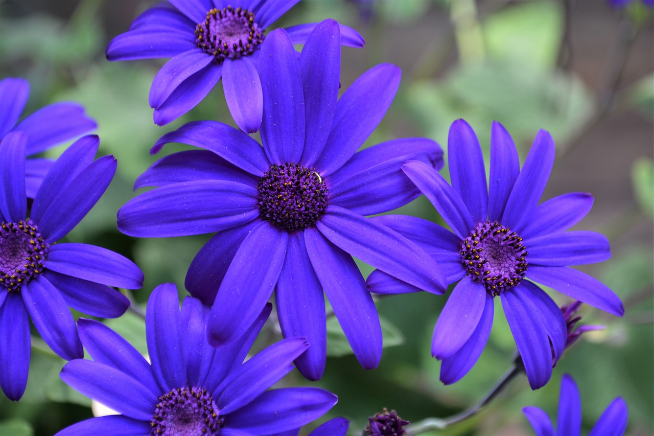 blue  purple  blossom free photo