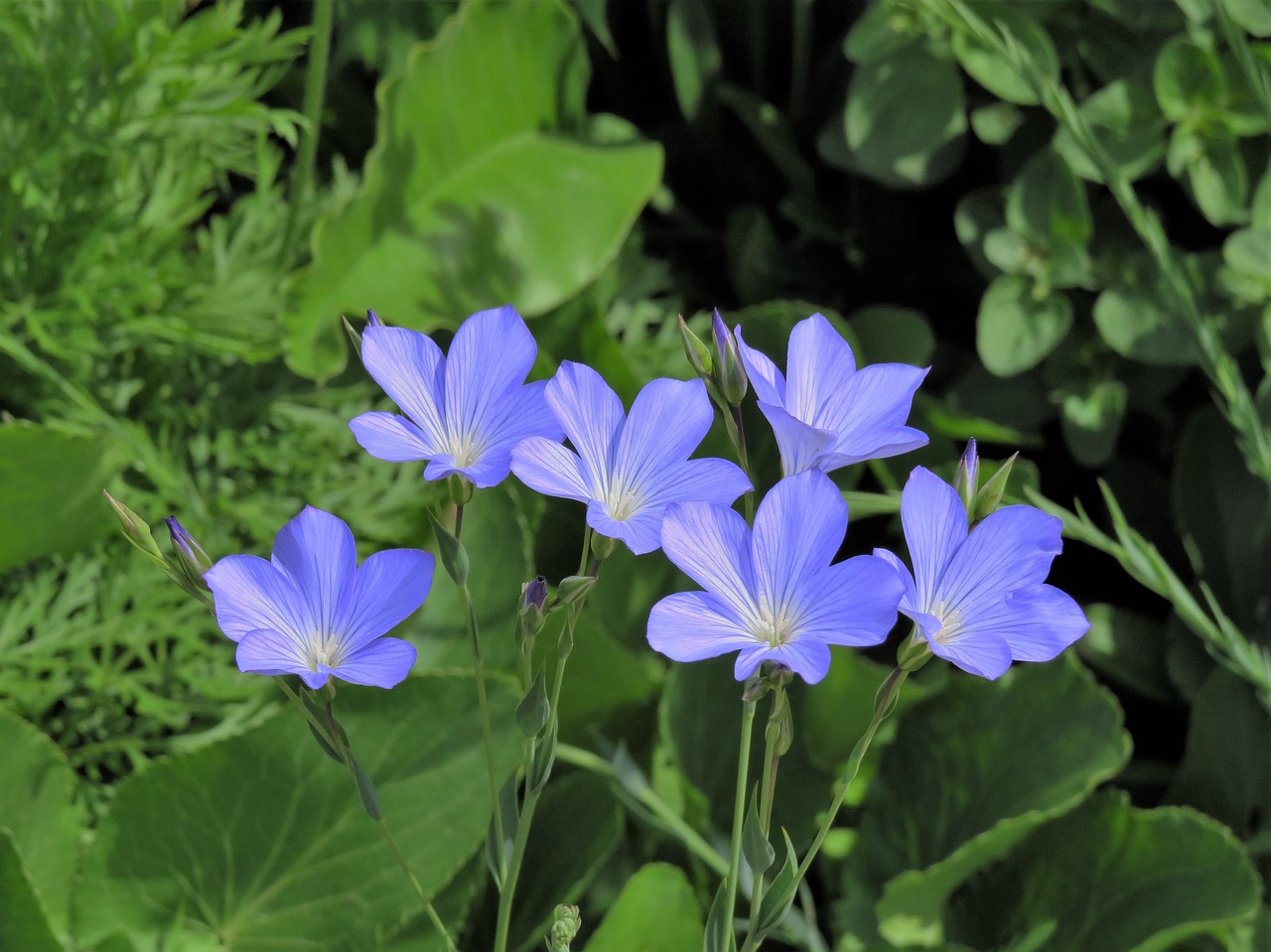 blue  flowers  summer free photo