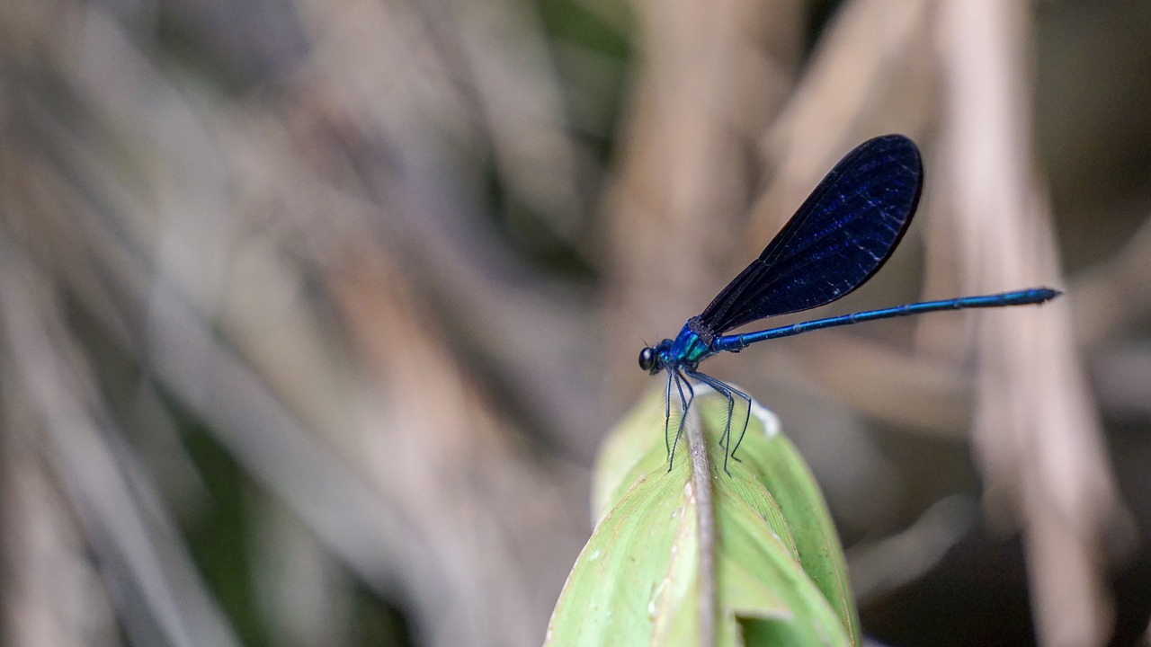 blue  dragonfly  zoom free photo