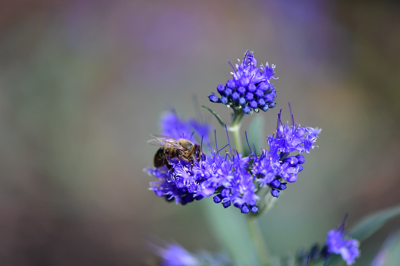 blue  flower  summer free photo