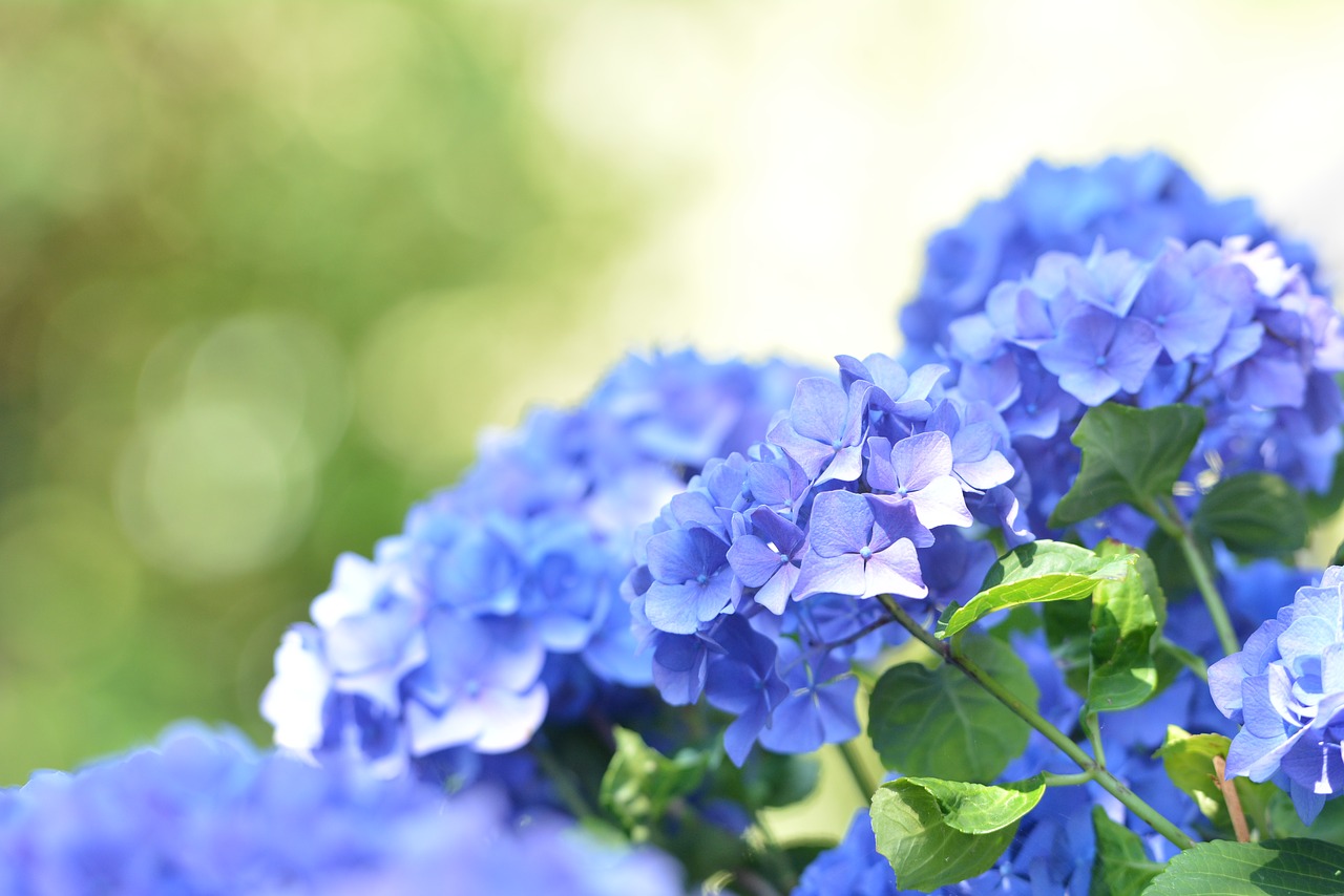 blue  hydrangea  garden free photo