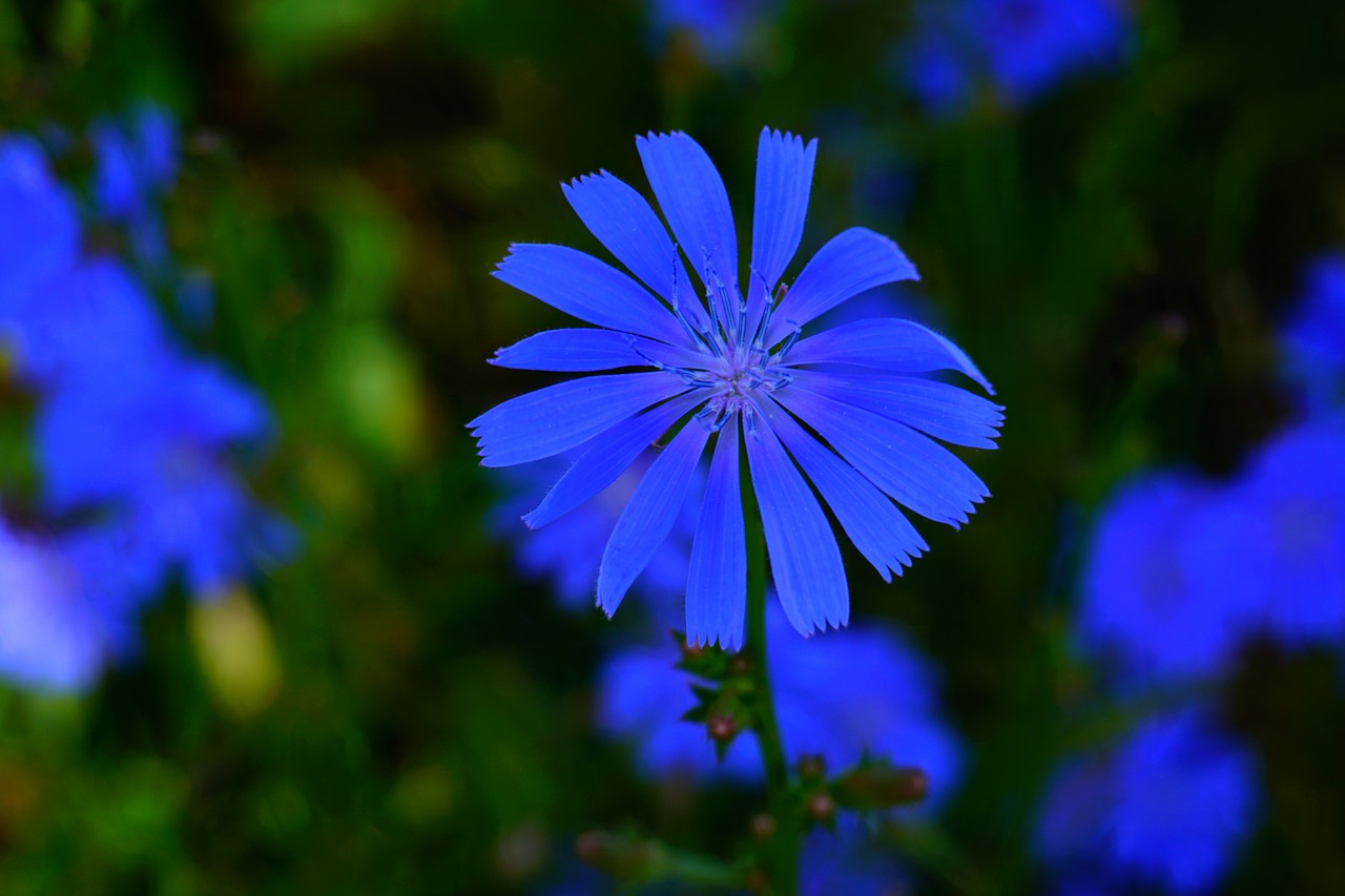 blue  flower  blue flower free photo