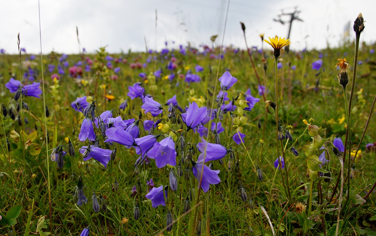 blue  bell  alpine free photo