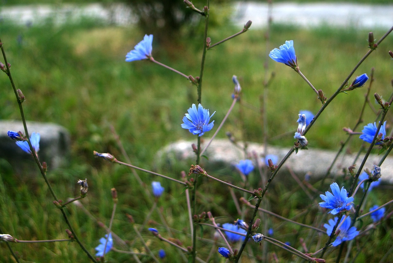 blue  flowers  picture free photo