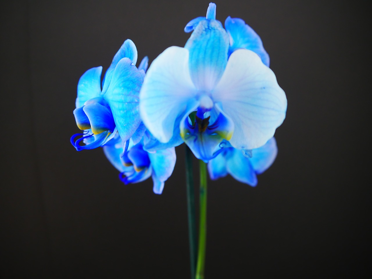 blue  orchid  blossom free photo