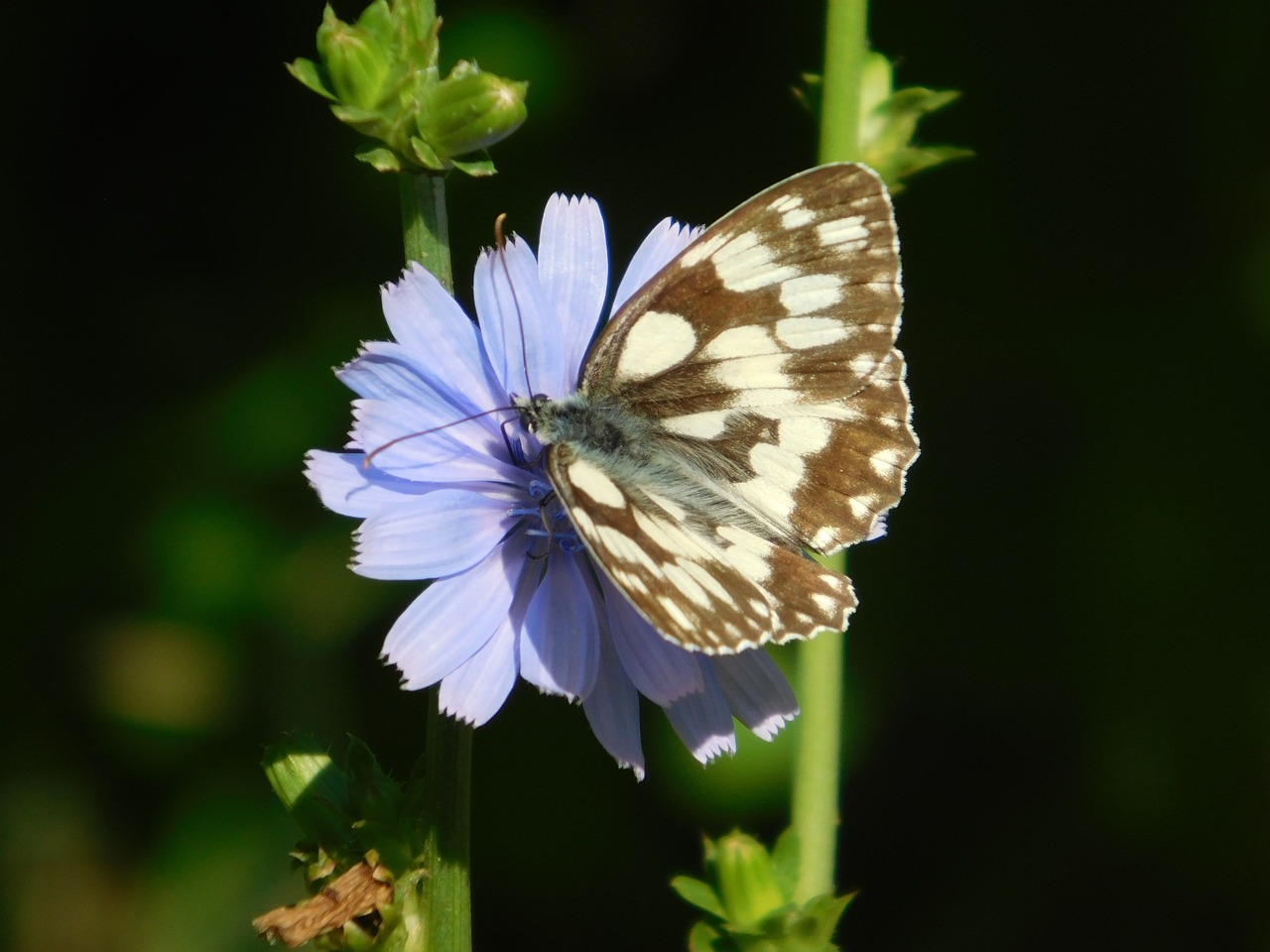 blue  wildflower  butterfly free photo