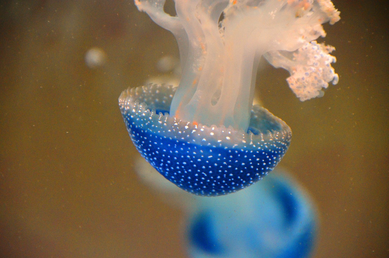 blue jellyfish animal free photo