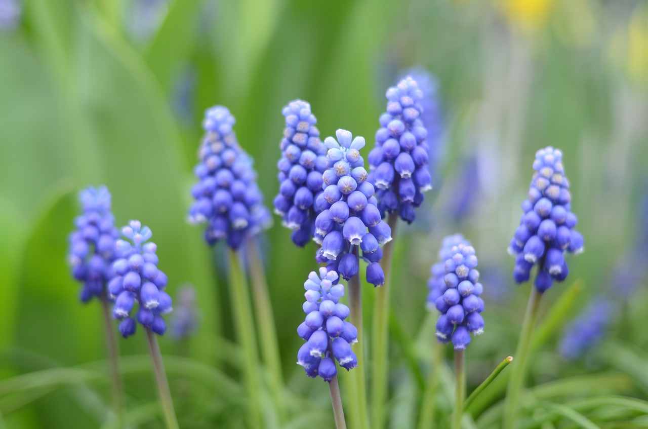 blue  flower  flowers free photo