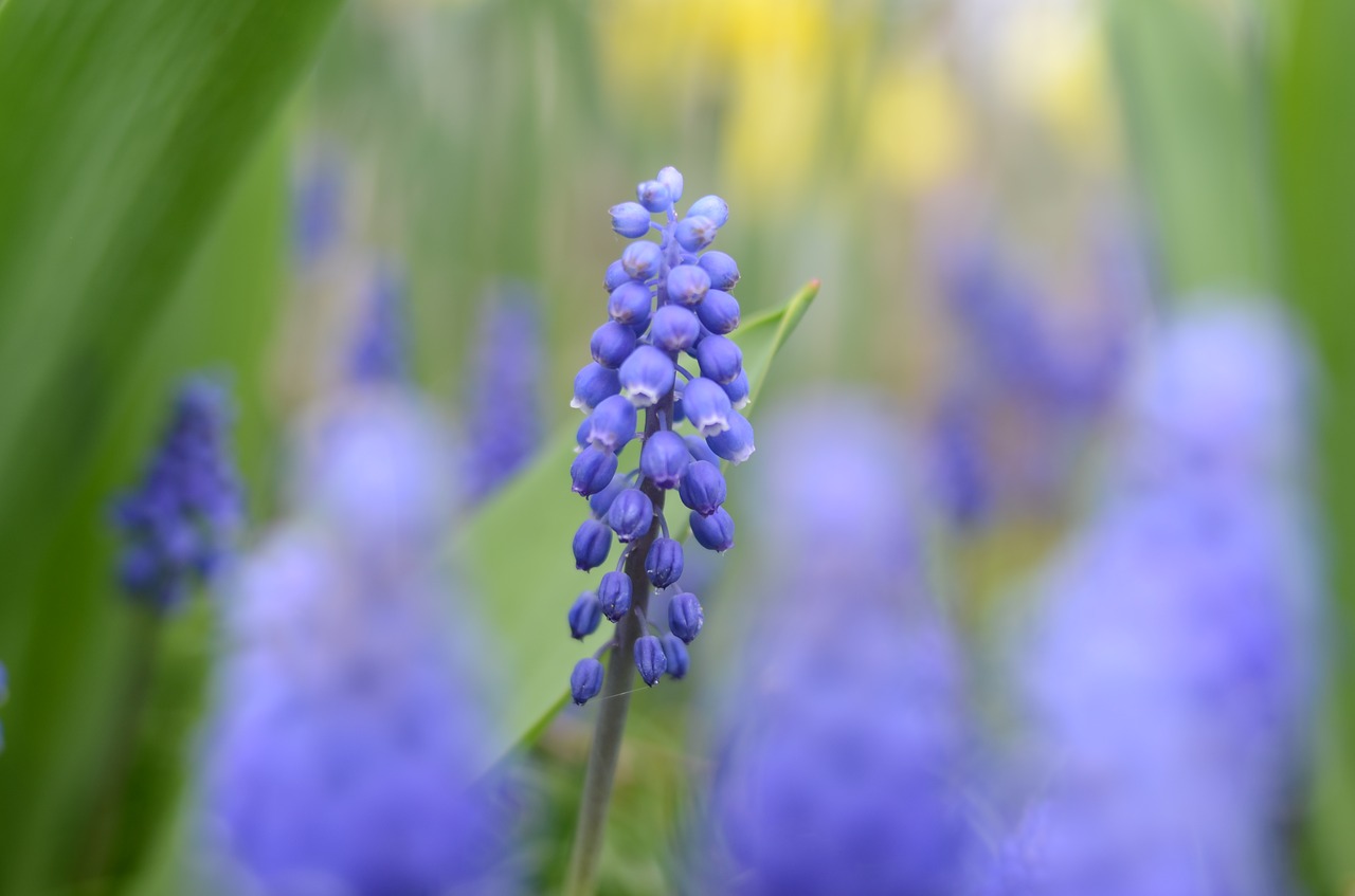 blue  flower  flowers free photo