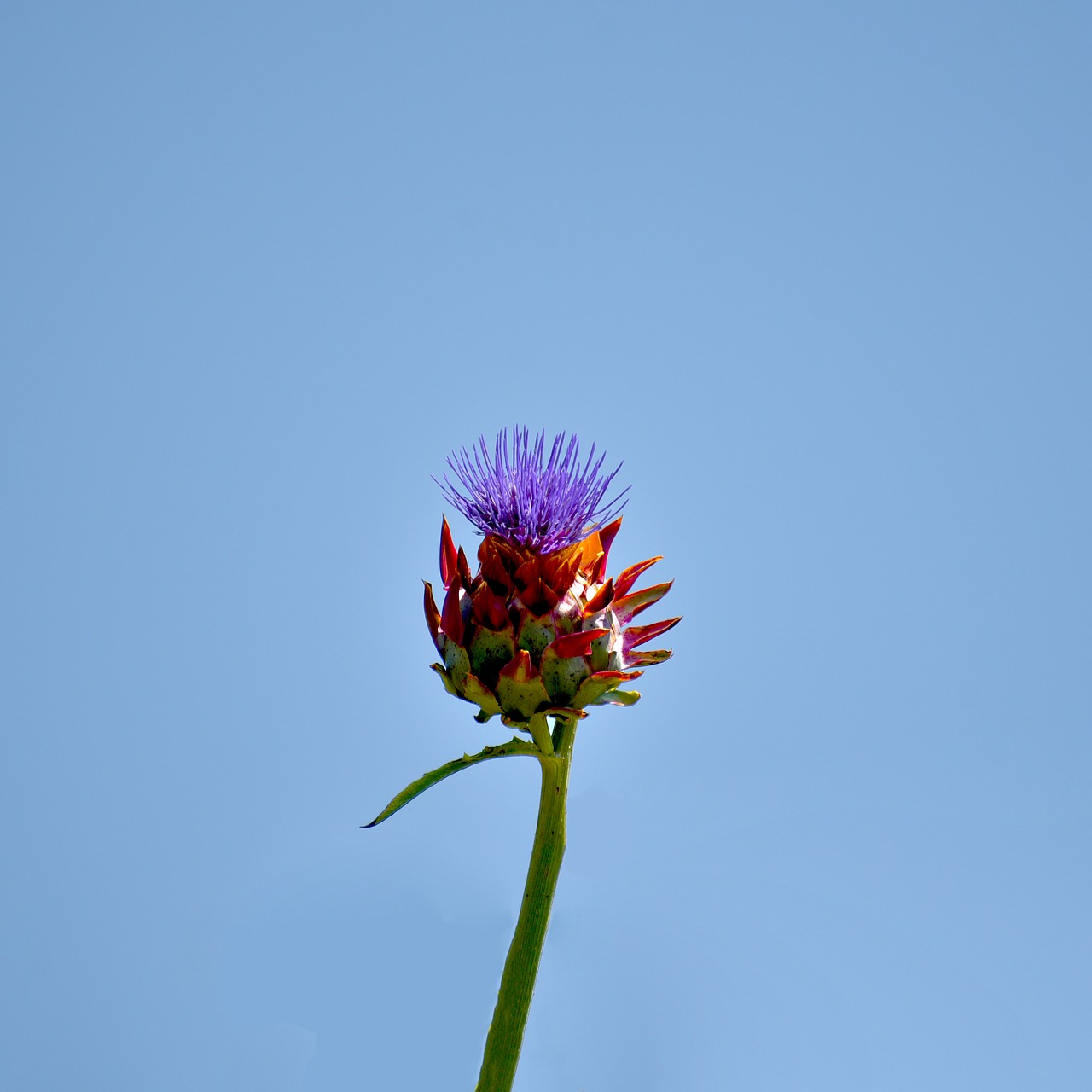 blue  purple  bloom free photo