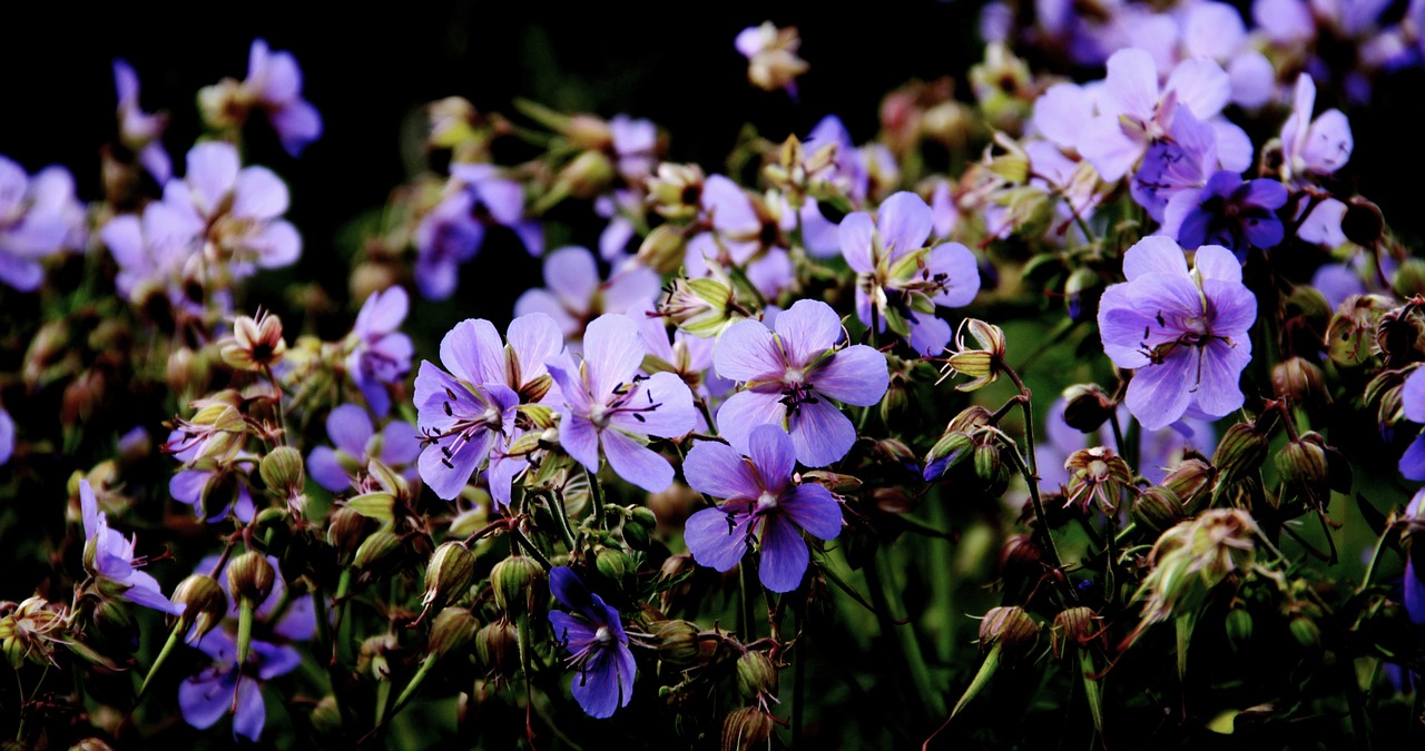 blue  flowers  summer free photo