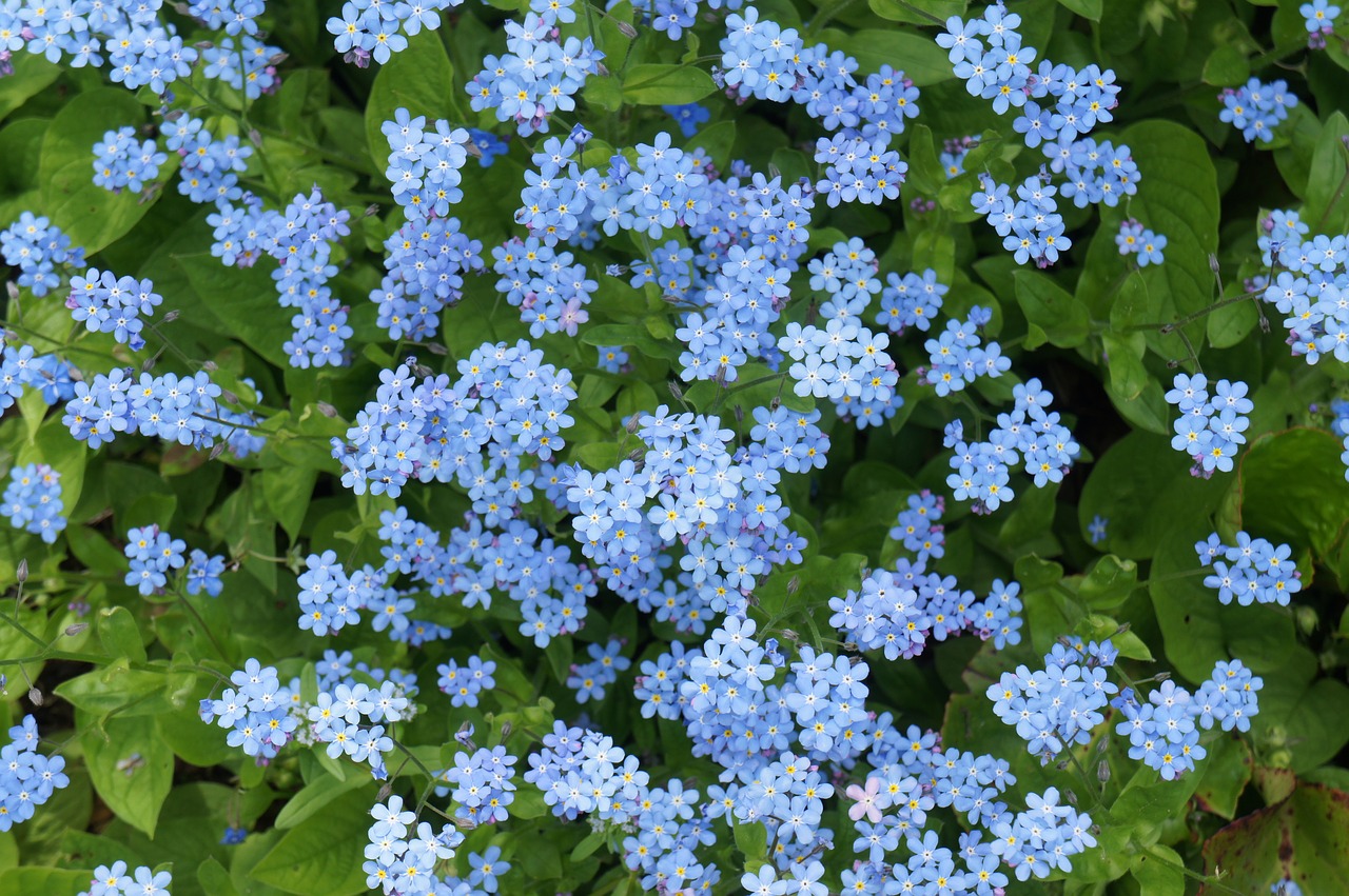 blue  flowers  spring free photo