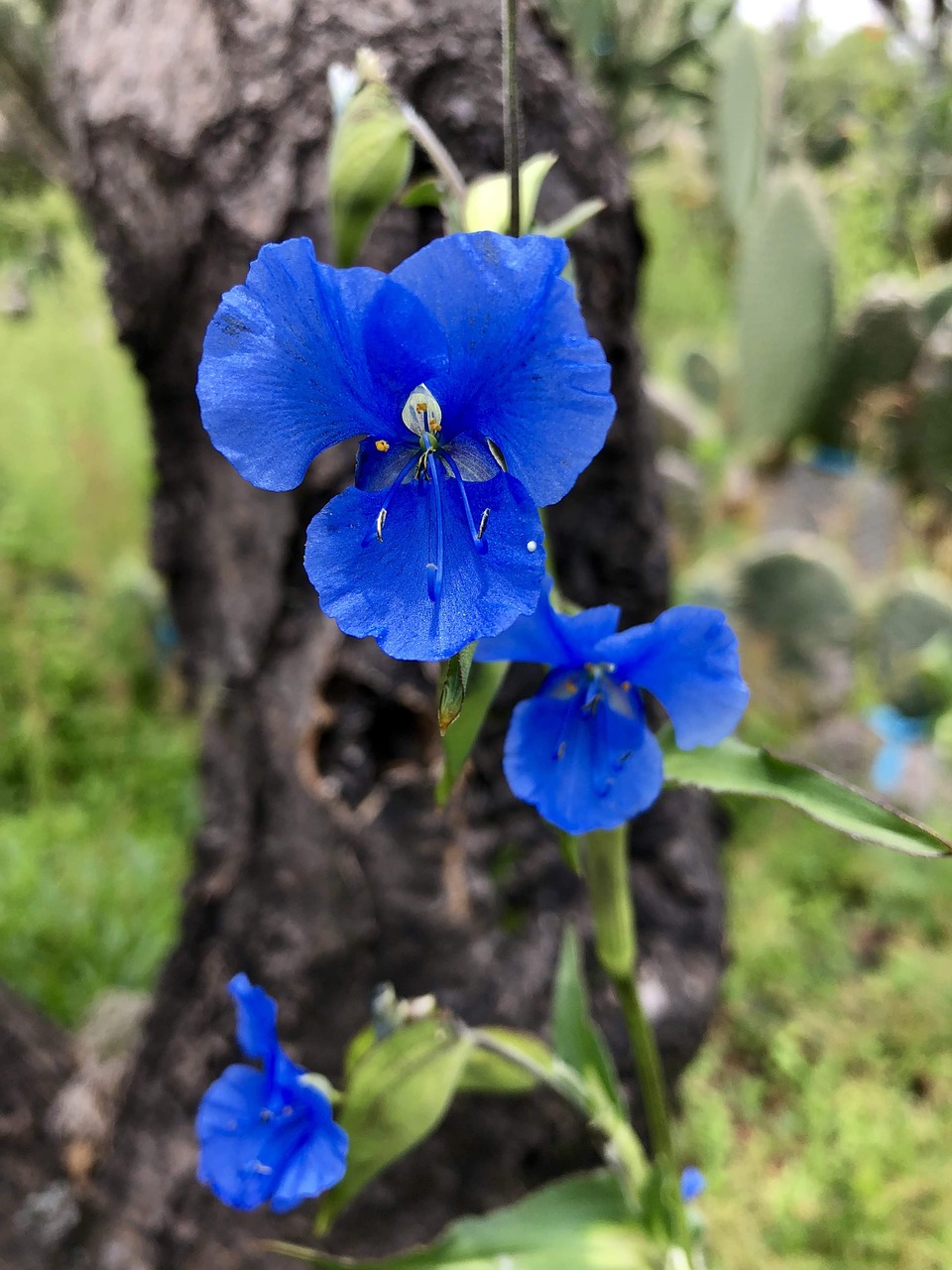 blue  flower  blossom free photo