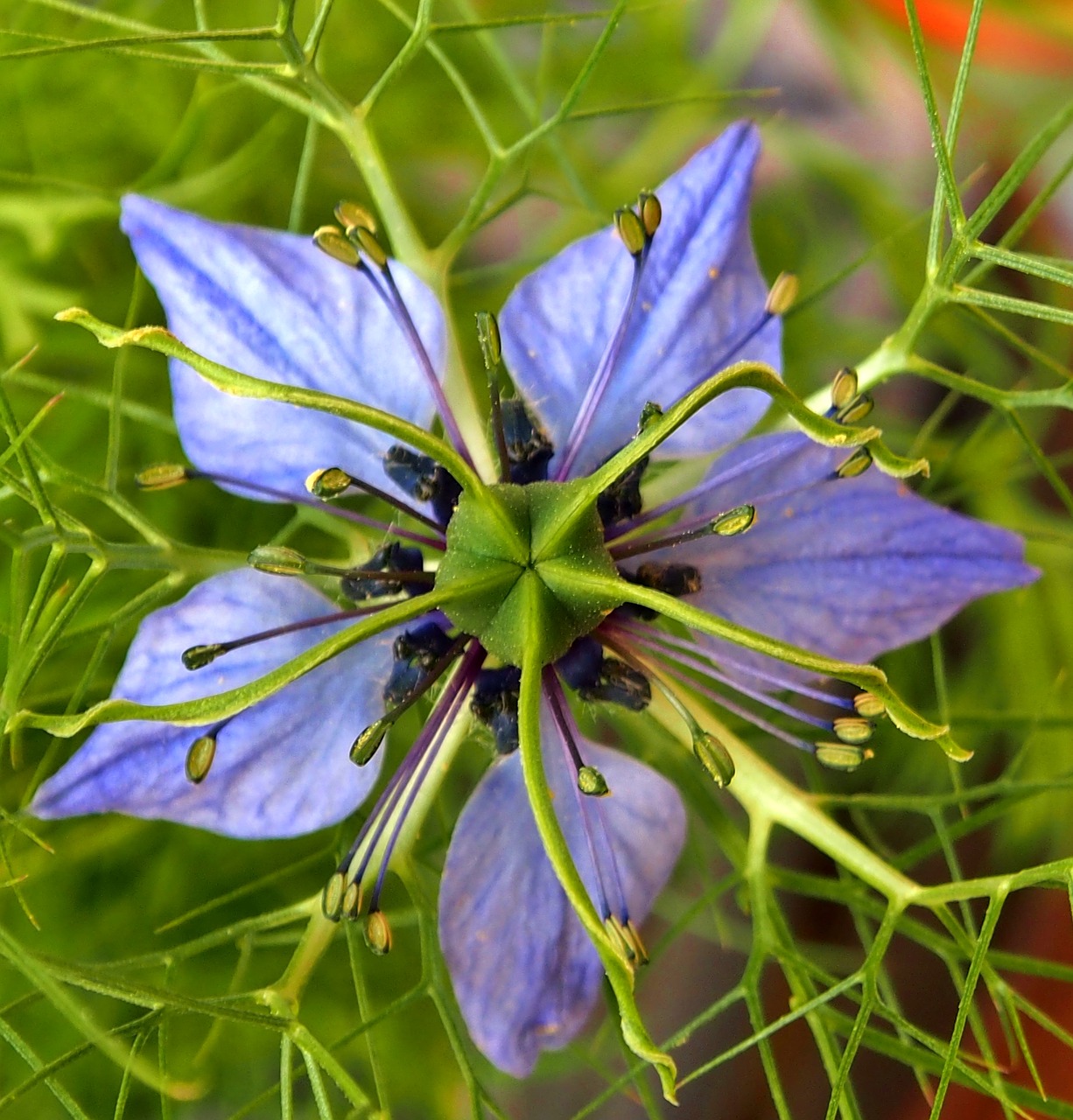 blue  starflower  blossom free photo