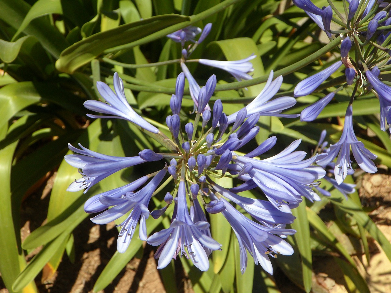 blue blue lily lily free photo