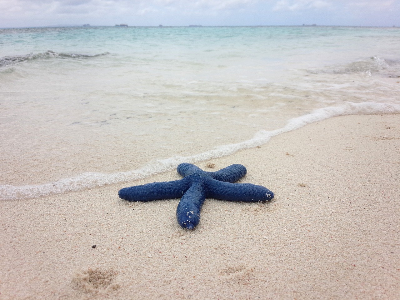 blue  starfish  beach free photo