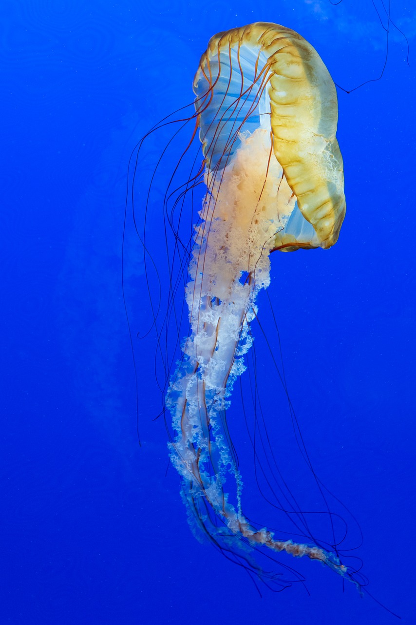 blue  jellyfish  animal free photo