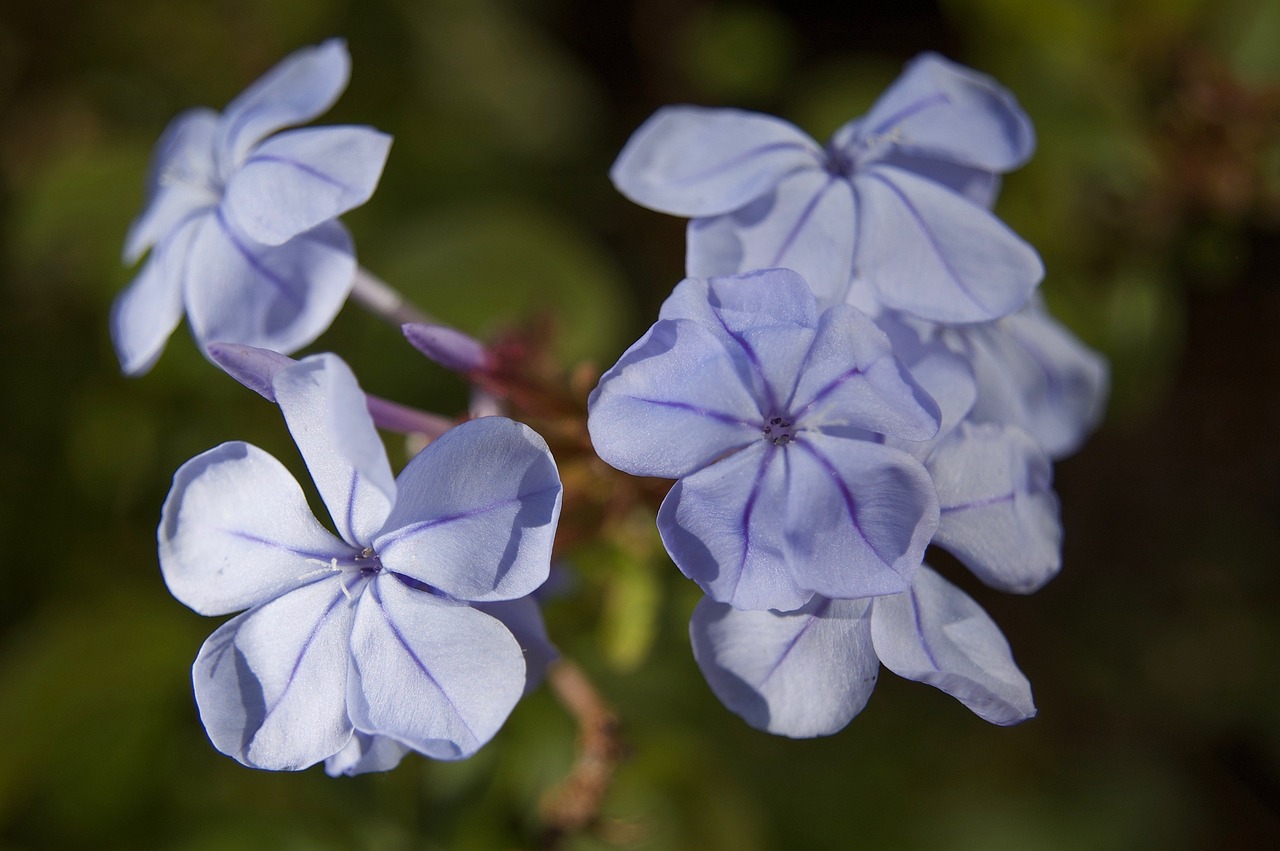 blue  bloom  blossom free photo