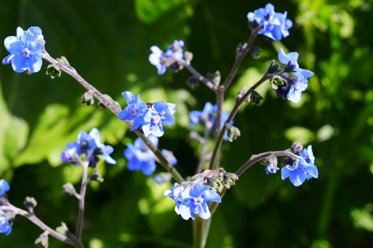 blue  flowers  nature free photo