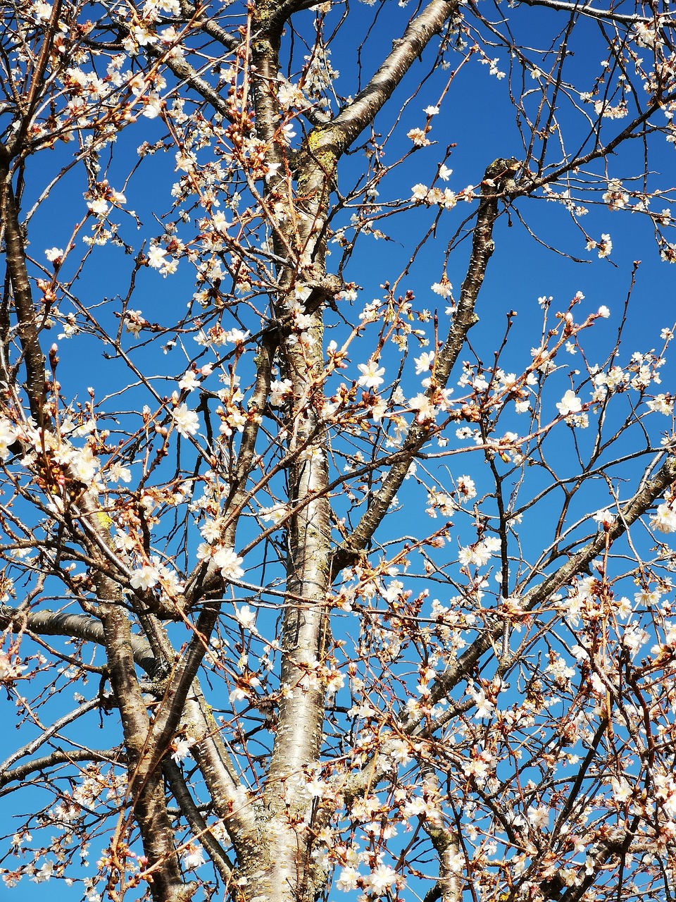 blue  tree  branches free photo