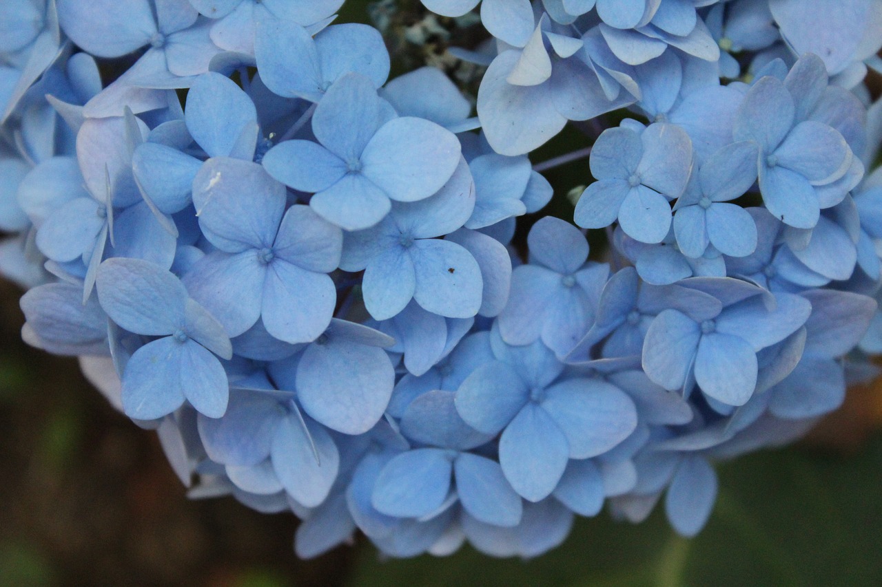 blue  petal  flowers free photo