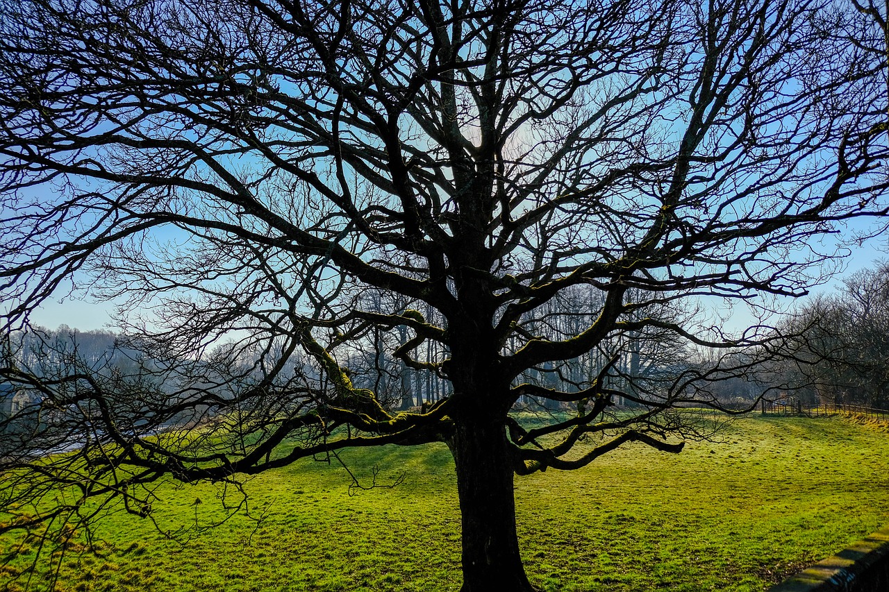 blue  green  tree free photo