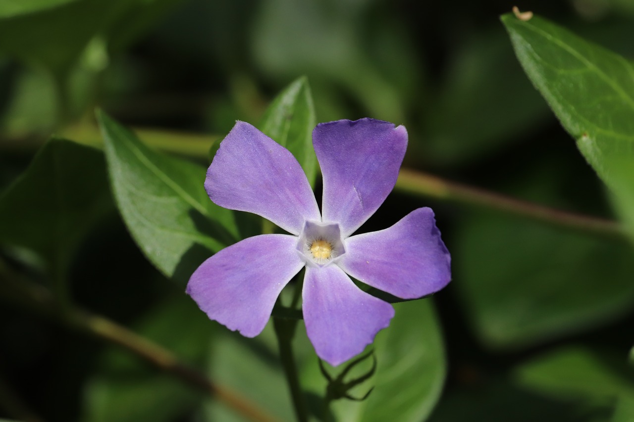 blue  yellow  flower free photo