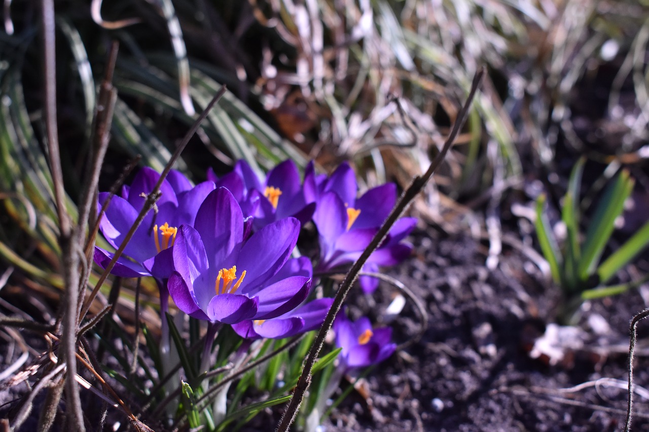 blue  flower  nature free photo