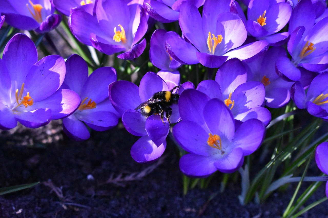 blue  bee  plant free photo