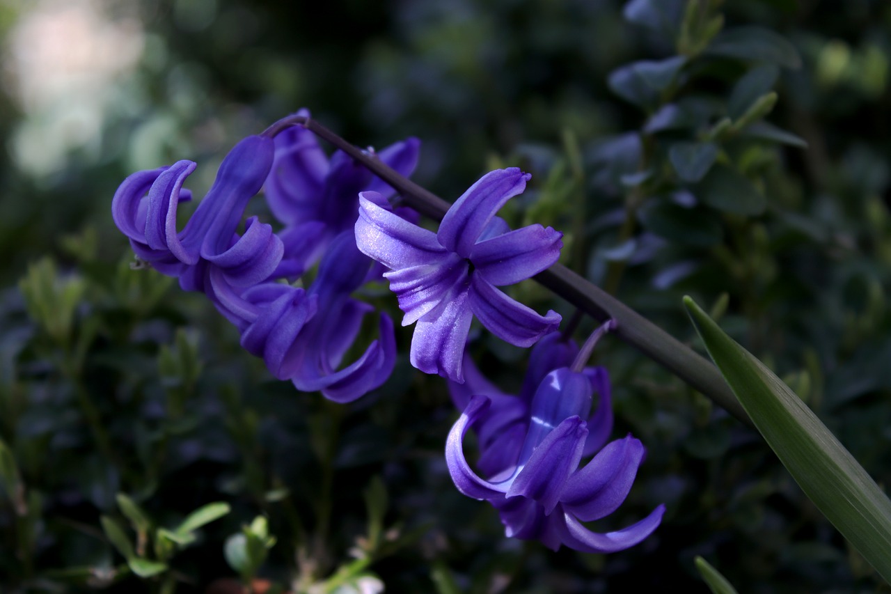 blue  flower  nature free photo