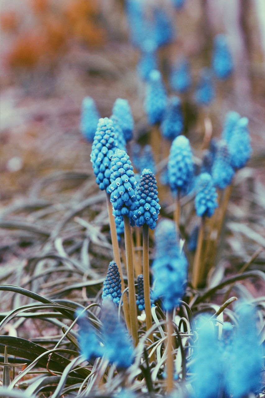 blue  flowers  nature free photo