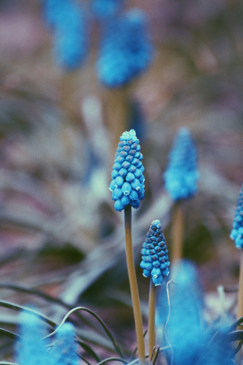 blue  flowers  beauty free photo