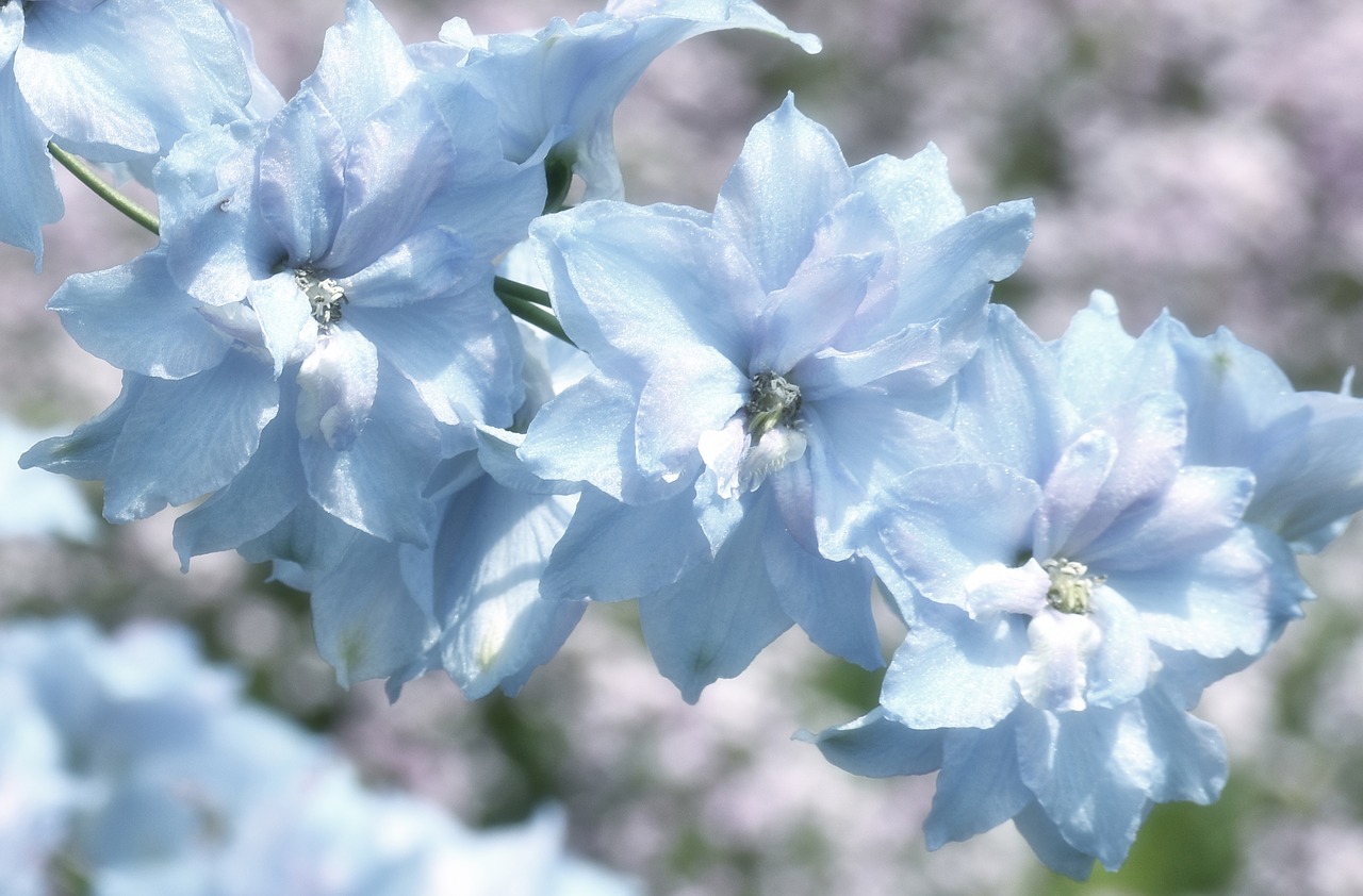 blue  flower  floral free photo